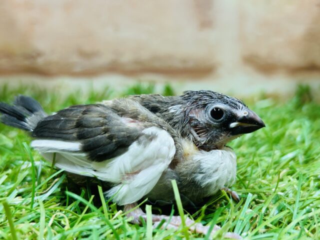 十姉妹（ジュウシマツ）