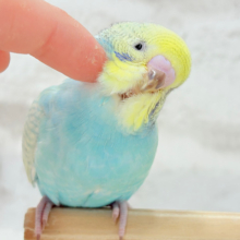 【最新画像・動画更新🪄もうすぐひとり餌‪☆】パステル🪅メリーゴーランド🐣🎡セキセイインコ(パステルカラーレインボースパングル) ヒナ