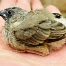 大人気のミニミニ怪獣ちゃんがやってきましたよ✨✨　キンカチョウ（ノーマル）