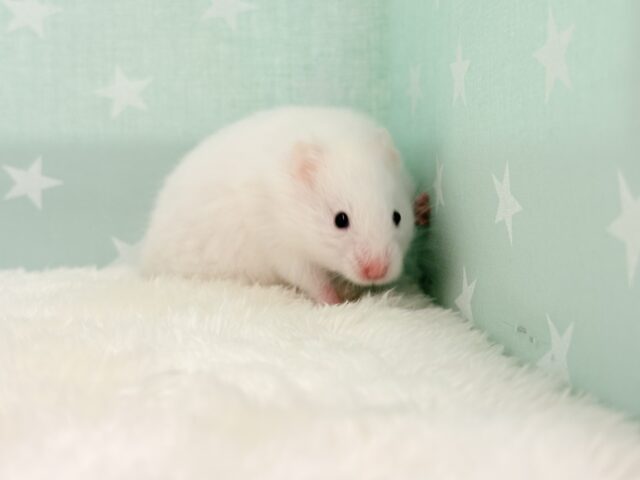 ゴールデンハムスター