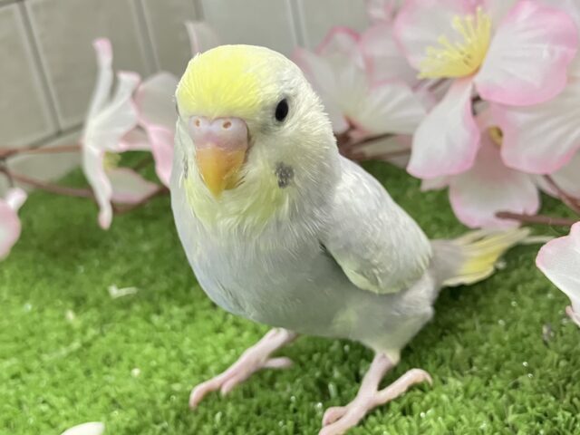 セキセイインコ