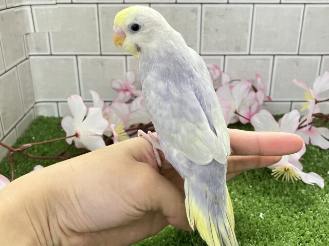 降り注ぐ✨星降る街でキミを待つよ💫💫セキセイインコ(ライラック/2026年2月中旬生まれ) セキセイインコ