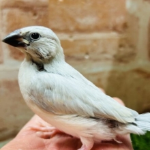 この輝きが魅力的💫💫💫　シルバー文鳥