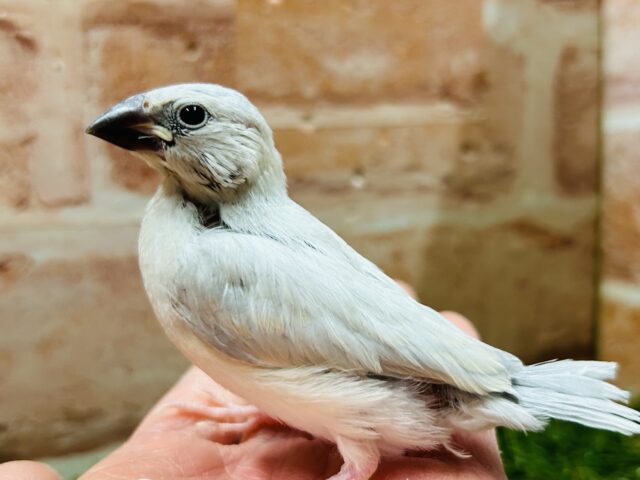 この輝きが魅力的💫💫💫　シルバー文鳥