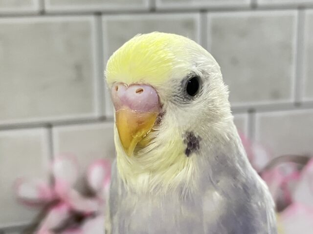 降り注ぐ✨星降る街でキミを待つよ💫💫セキセイインコ(ライラック/2026年2月中旬生まれ) セキセイインコ