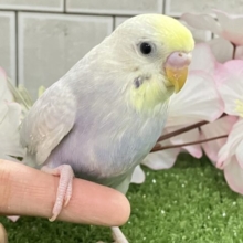 降り注ぐ✨星降る街でキミを待つよ💫💫セキセイインコ(ライラック/2026年2月中旬生まれ)