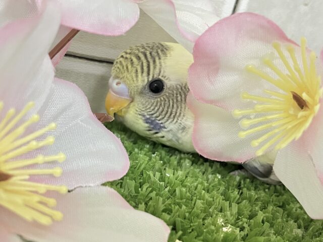 【最新画像更新☆☆】ピョコピョコ❕伝説のかくれんぼMASTER🏘️🫣セキセイインコ(4色ハルクインバイオレット/2026年2月中~下旬生まれ) セキセイインコ
