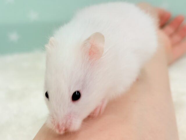 ゴールデンハムスター