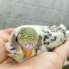 ﾋﾟｮｺﾋﾟｮｺ❕伝説のかくれんぼMASTER🏘️🫣セキセイインコ（４色ハルクインバイオレット/2026年2月中~下旬生まれ)