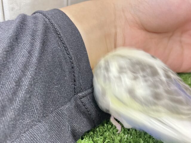【最新画像更新☆☆】ピョコピョコ❕伝説のかくれんぼMASTER🏘️🫣セキセイインコ(4色ハルクインバイオレット/2026年2月中~下旬生まれ) セキセイインコ