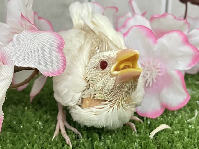 アルビノ文鳥