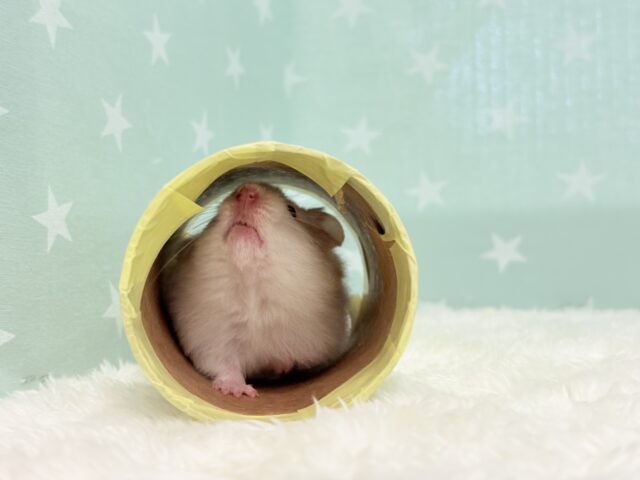 ゴールデンハムスター