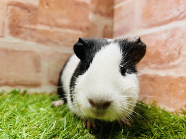 イングリッシュモルモット