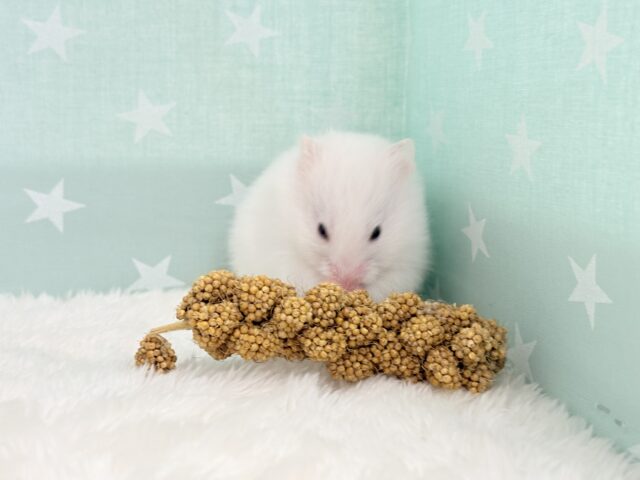 ゴールデンハムスター