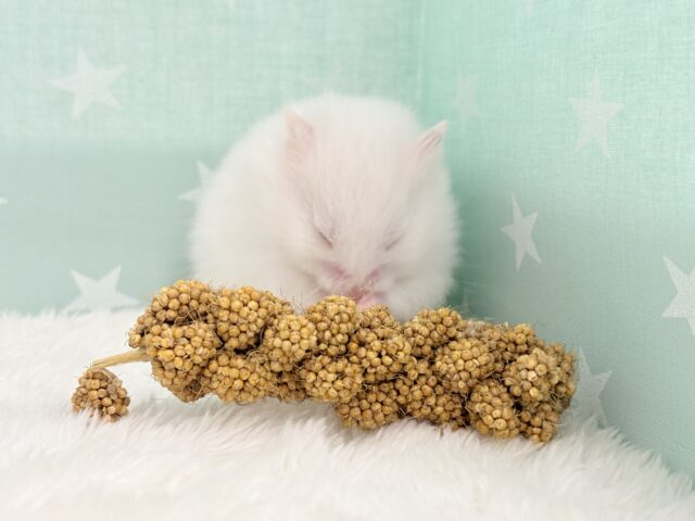 ゴールデンハムスター