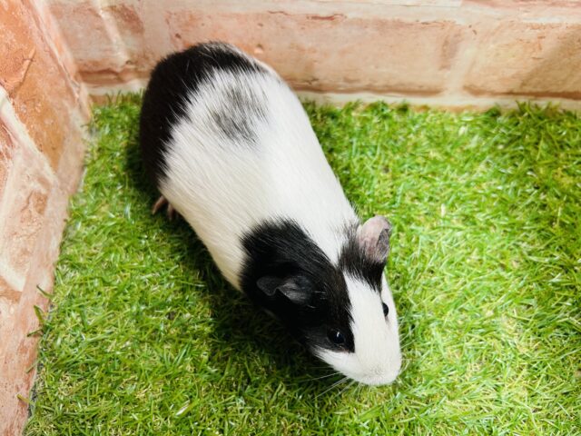 イングリッシュモルモット