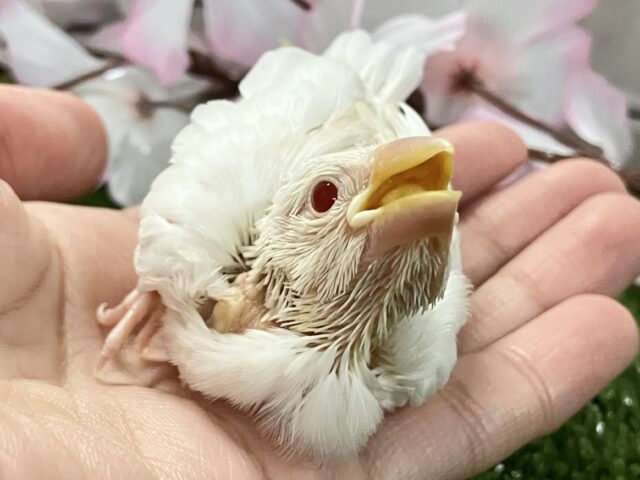 アルビノ文鳥