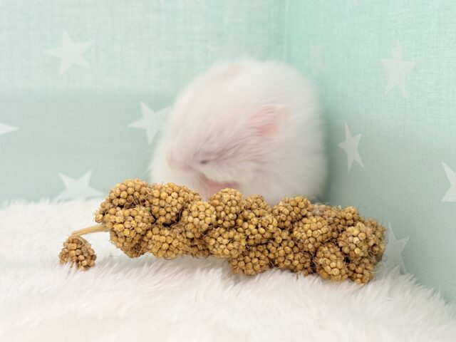 ゴールデンハムスター