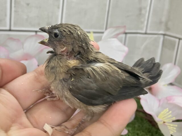 ヨーロッパ十姉妹