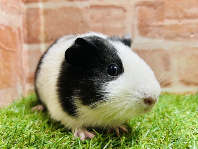 イングリッシュモルモット