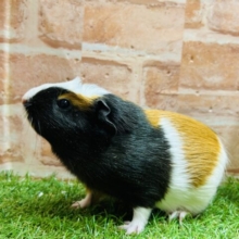 茶×白×黒のオシャレなモルちゃんがやってきましたよ〜！❤️❤️❤️ クレステッドモルモット