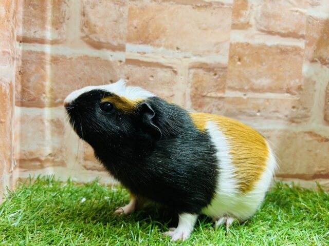 茶×白×黒のオシャレなモルちゃんがやってきましたよ〜！❤️❤️❤️ クレステッドモルモット
