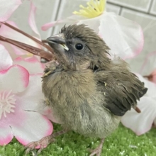 もちろんHOTで☺️モフモフかぷちーの！☕️⟡.*ヨーロッパ十姉妹(2026年2月下旬生まれ)