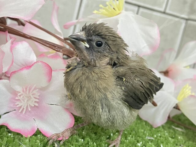 もちろんHOTで☺️モフモフかぷちーの！☕️⟡.*ヨーロッパ十姉妹(2026年2月下旬生まれ)