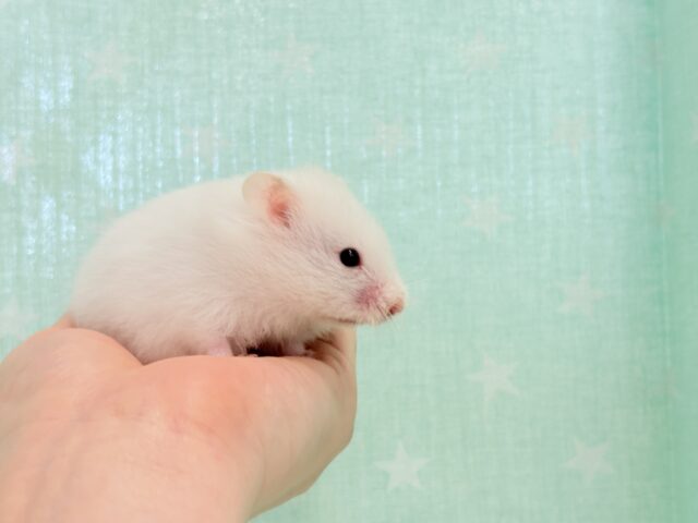 ゴールデンハムスター