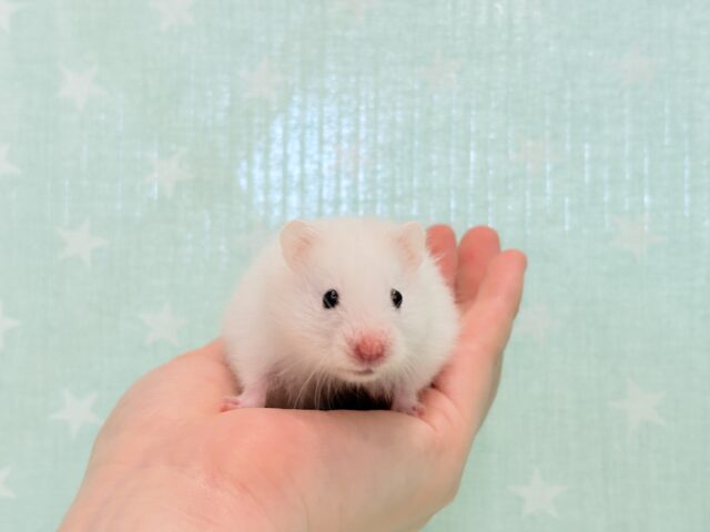 ゴールデンハムスター