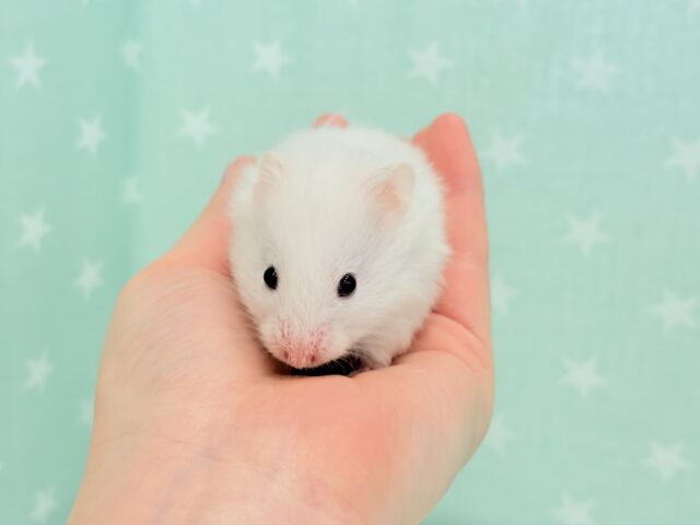 ゴールデンハムスター