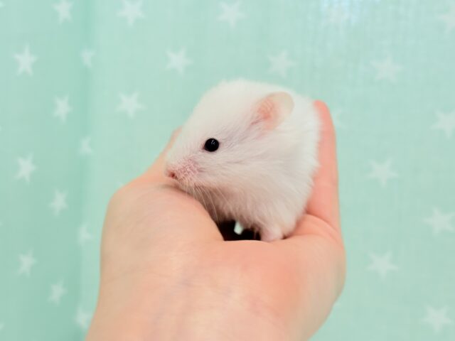 ゴールデンハムスター