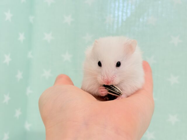 ゴールデンハムスター