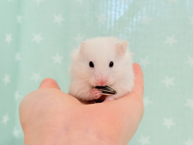 ゴールデンハムスター