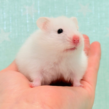 真っ白ふわふわ♡マシュマロちゃん♡長毛ハムスター(ホワイト) 女の子