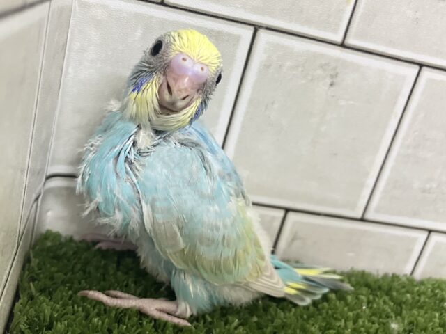 セキセイインコ