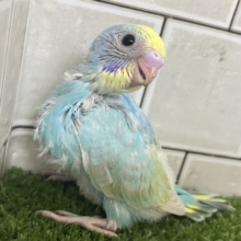 お空ポッカポーカ☀️️🩵小型のParrot〜😎セキセイインコ(パステルレインボー/2026年2月下旬生まれ)