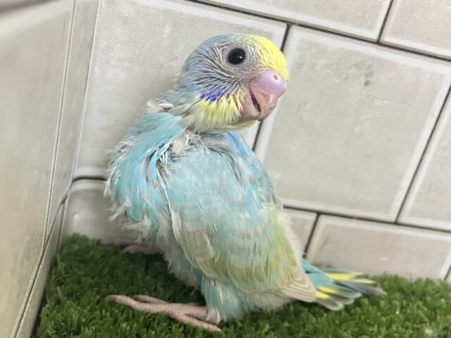 お空ポッカポーカ☀️️🩵小型のParrot〜😎セキセイインコ(パステルレインボー/2026年2月下旬生まれ)