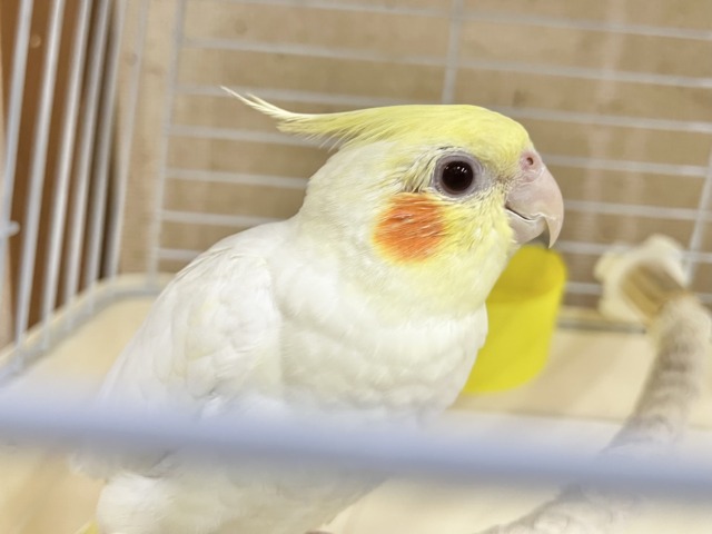 オカメインコ