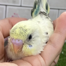 ﾌﾟｶﾌﾟｶ隠し味！🍨⋆*深海ブルーハワイ🐬🌊‪セキセイインコ(クリームハルクイン/2026年2月下旬)