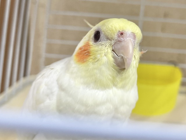オカメインコ