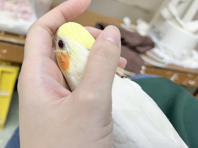 オカメインコ