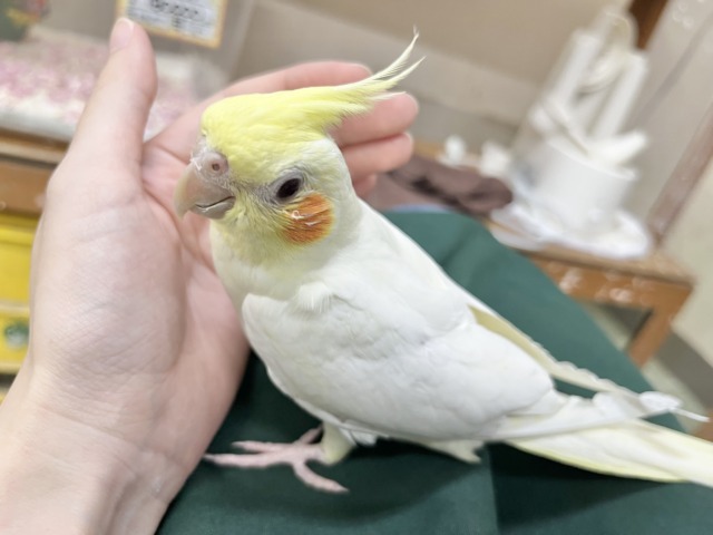 オカメインコ