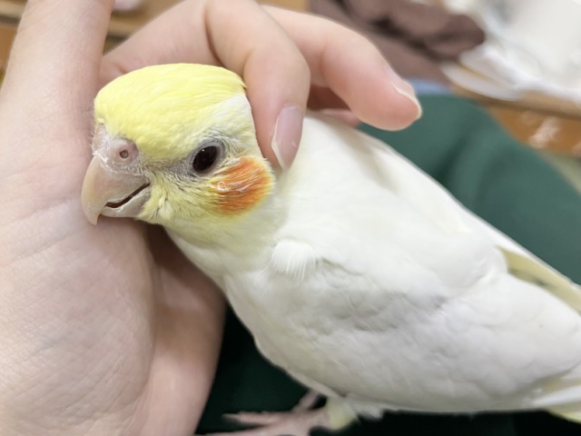 オカメインコ