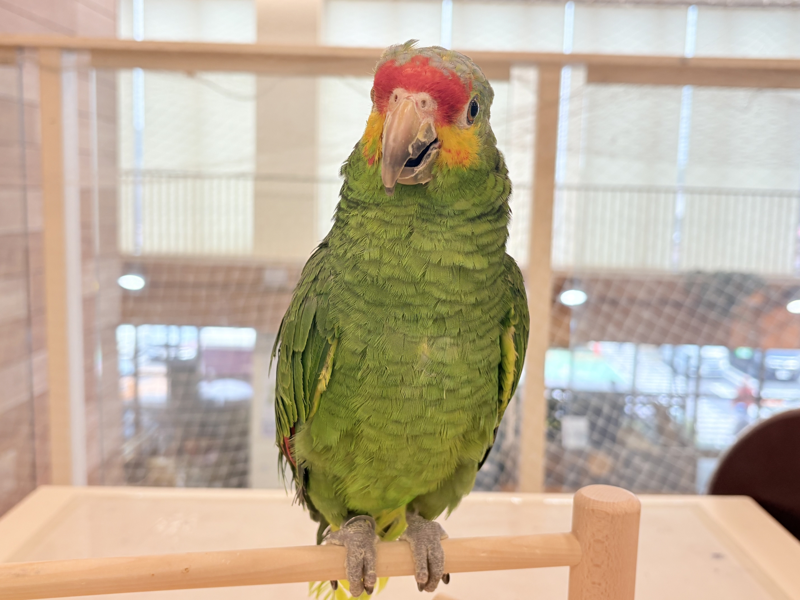 キホオボウシインコ