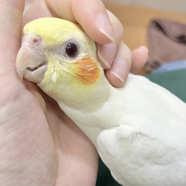 【🆙最新画像あり‼️】お膝の上が落ち着く〜☺️💓　オカメインコ（ルチノー）