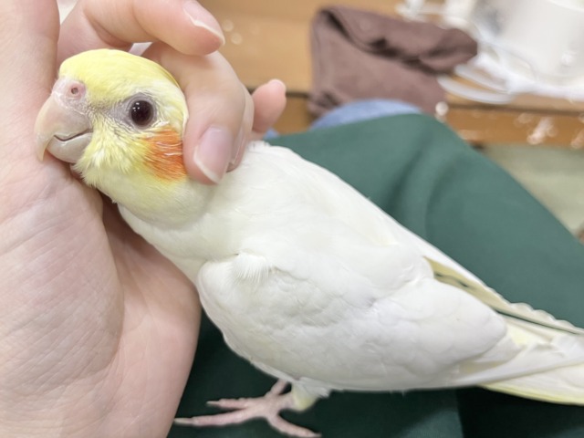 オカメインコ
