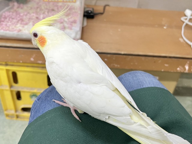 オカメインコ