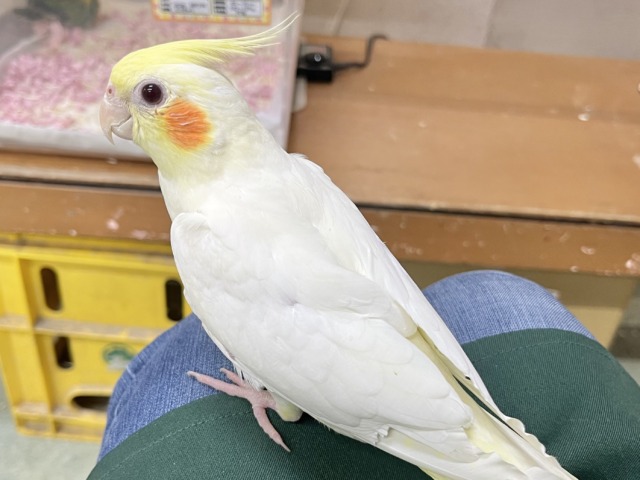 オカメインコ