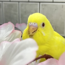✨最新画像✨晴れた日はお花見日和☀　セキセイインコ